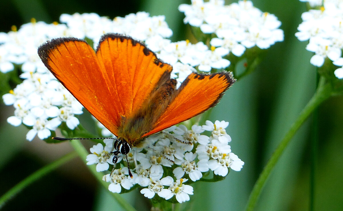 опять про бабочек...250 - Александр Прокудин