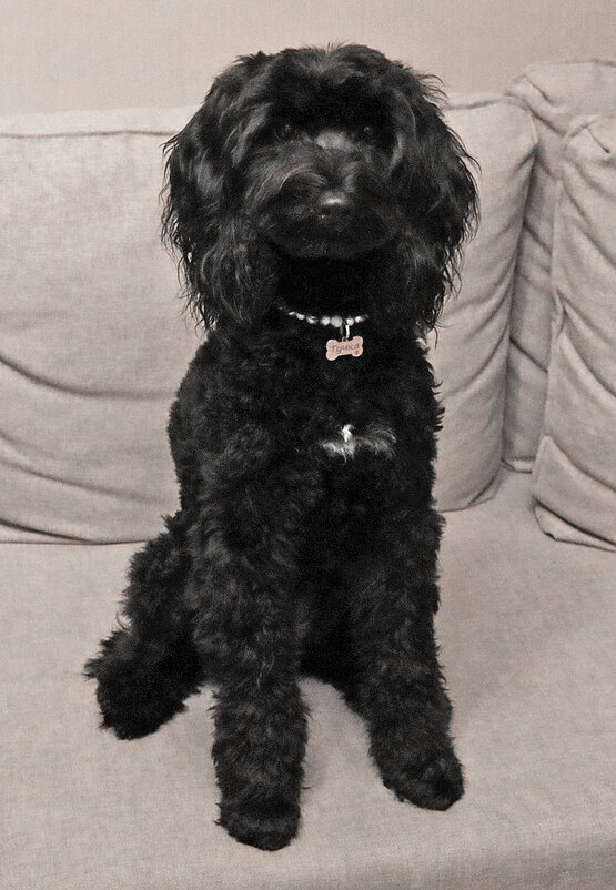 Фотомодель лабрадудель Тучка - Светлана 