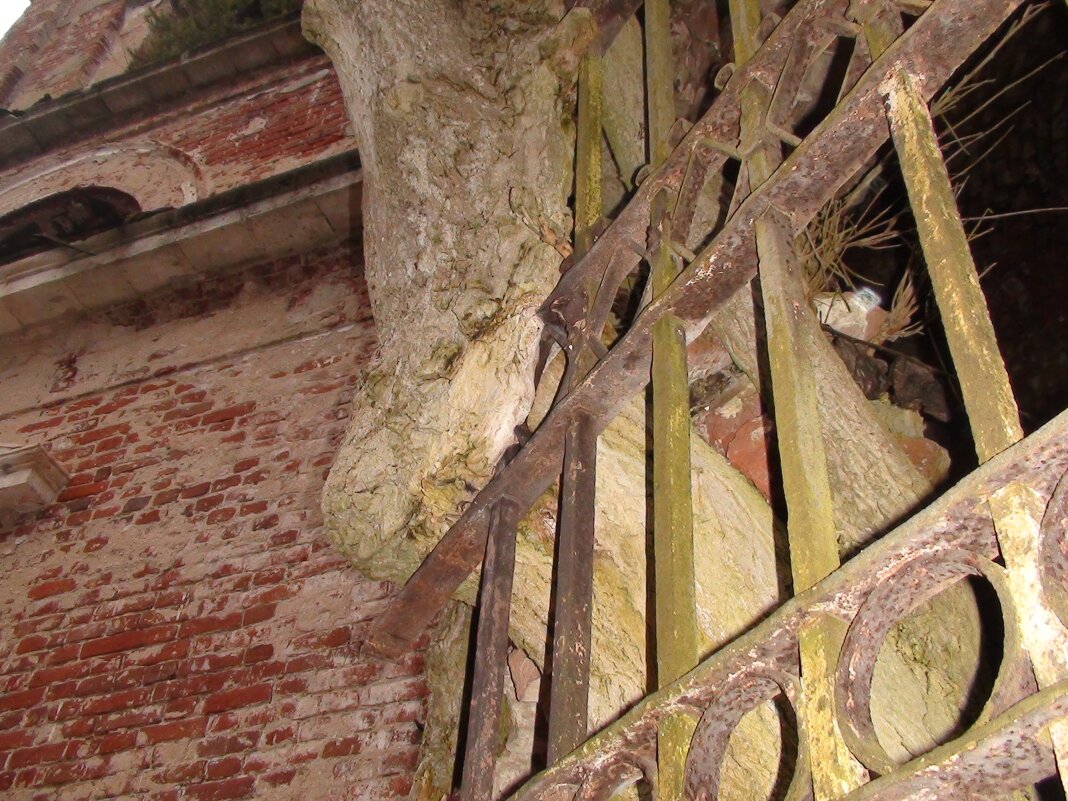 дерево проросло через кирпичи - fogmeadowww m