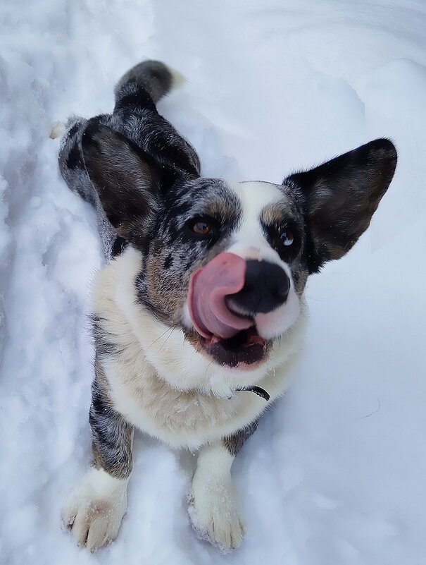 Чак на даче. - Ольга Довженко