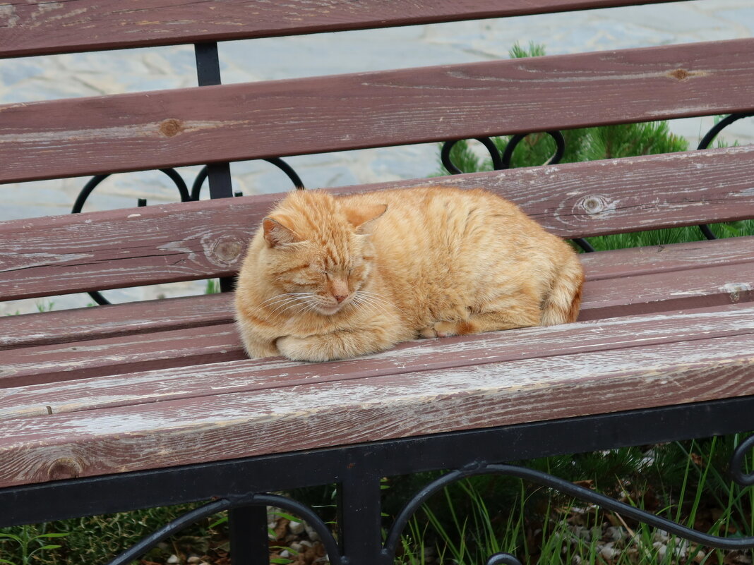 Раифский кот - Дмитрий И_