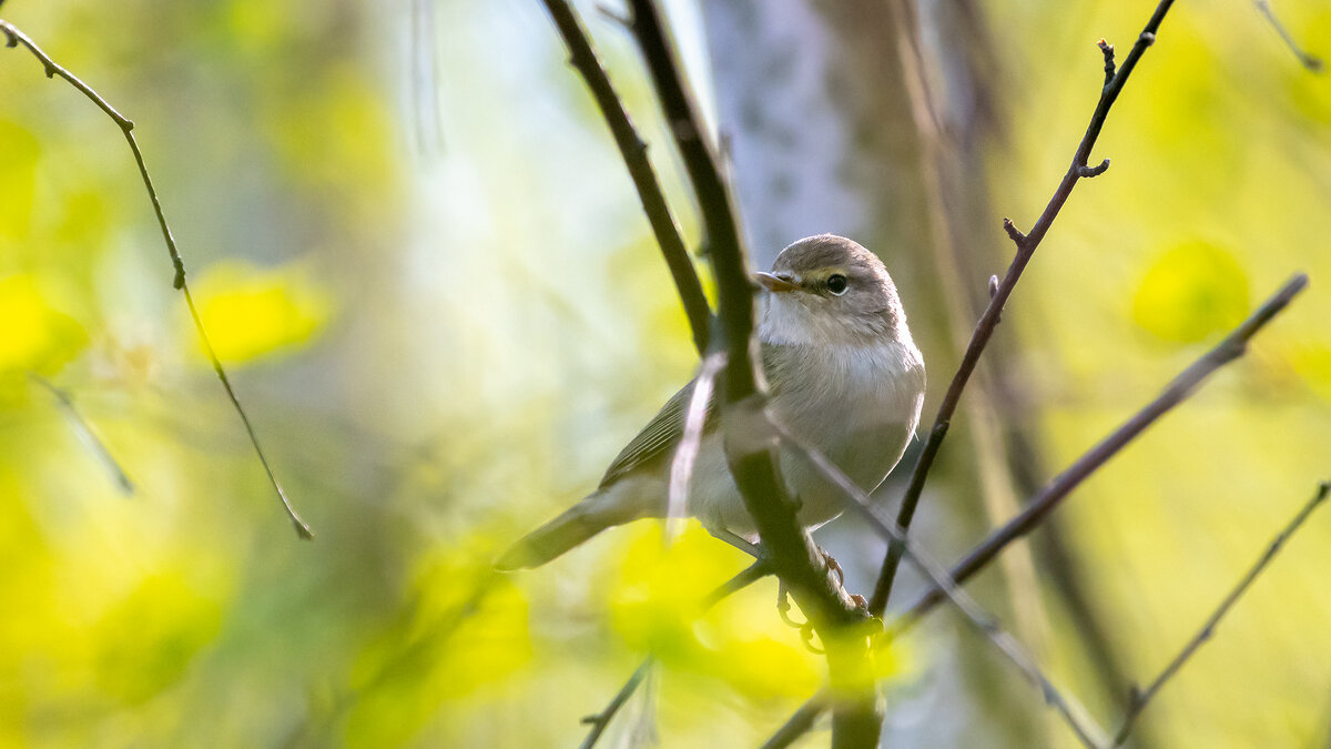 Пеночка майским утром - Владимир Лазарев