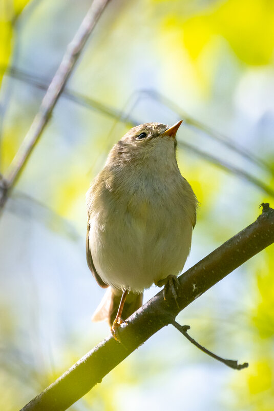 Пеночка майским утром - Владимир Лазарев