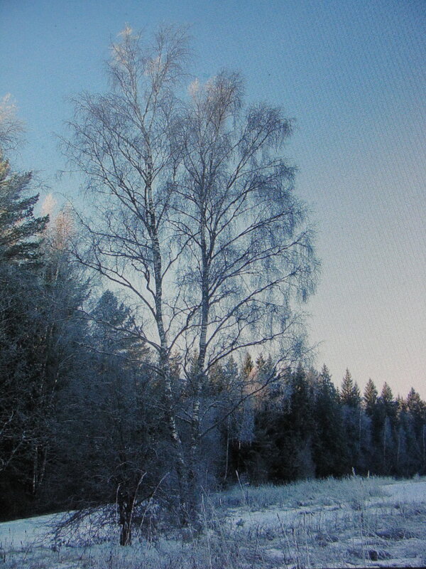 Красота зимы - Людмила Смородинская