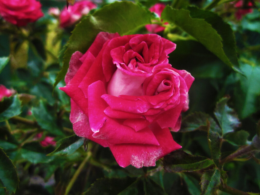 Руби  Стар - Валентин Семчишин