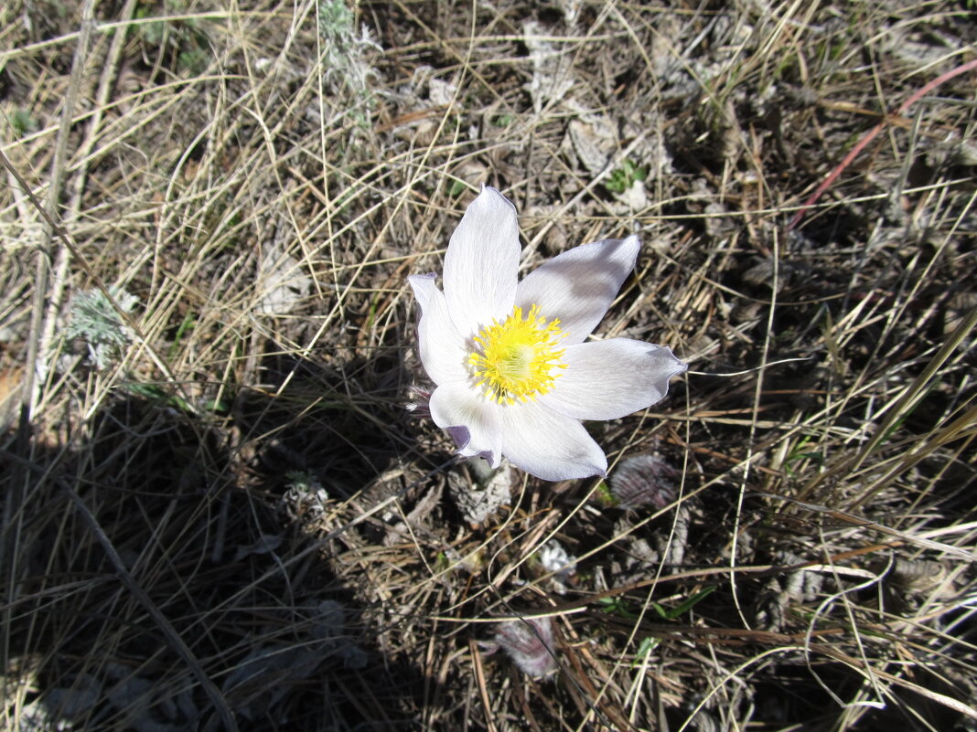 апрель - Елена Шаламова