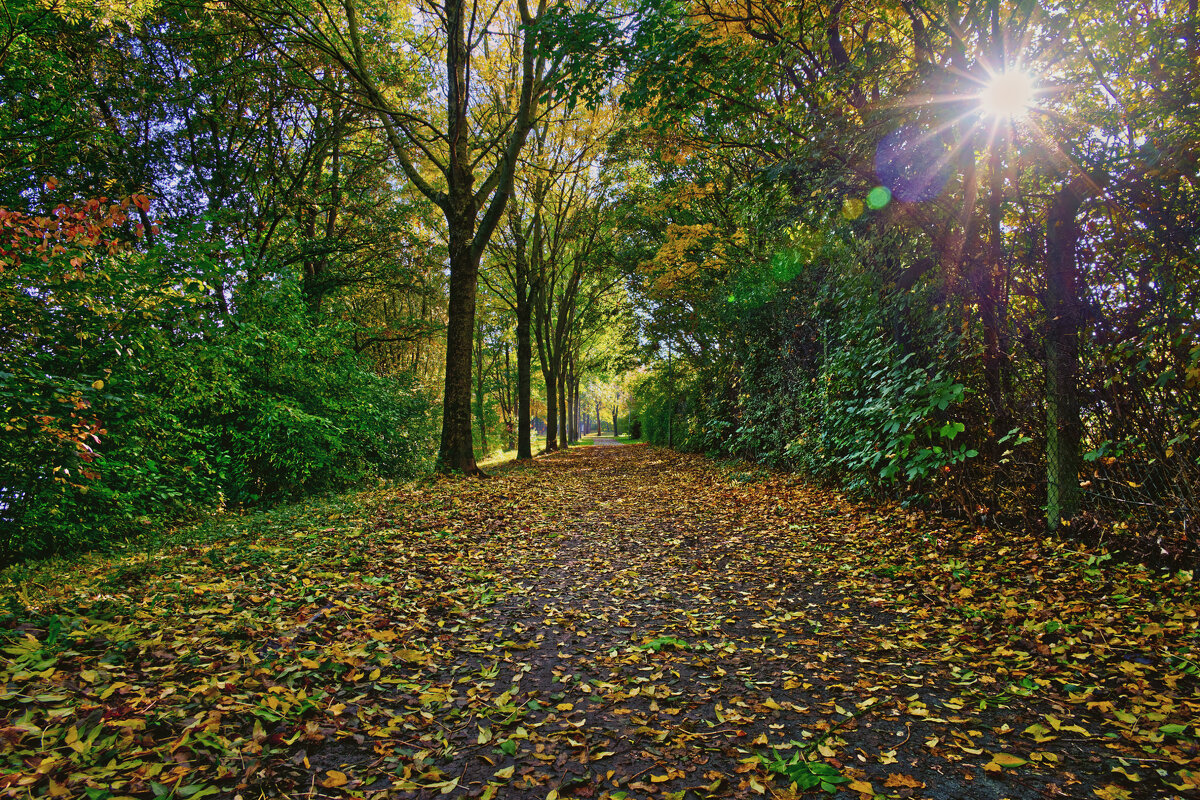 (°-°) - Jakob Dick