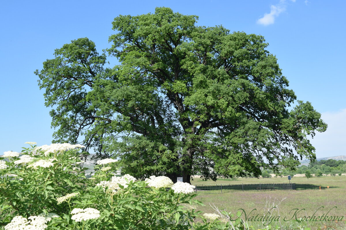 Природа Крыма - Amazing Cosmea