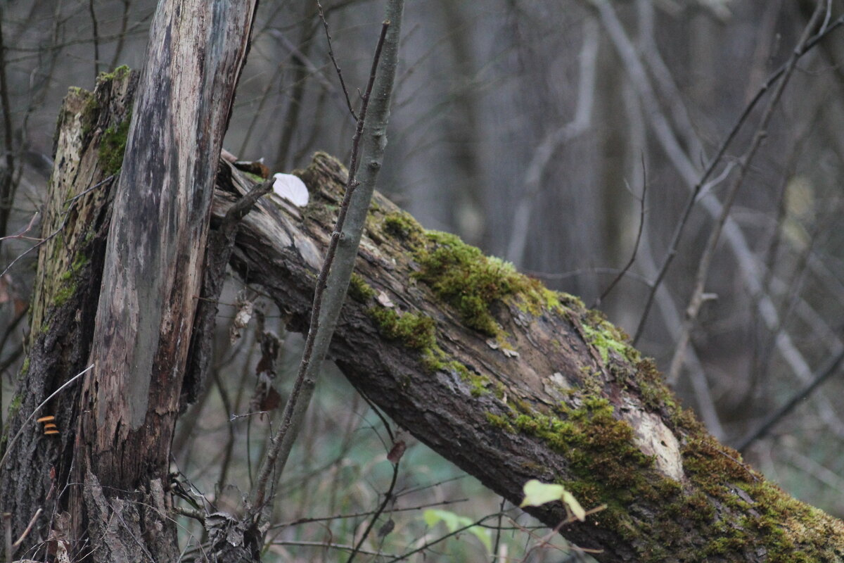 Пень - Вячеслав Крысанов