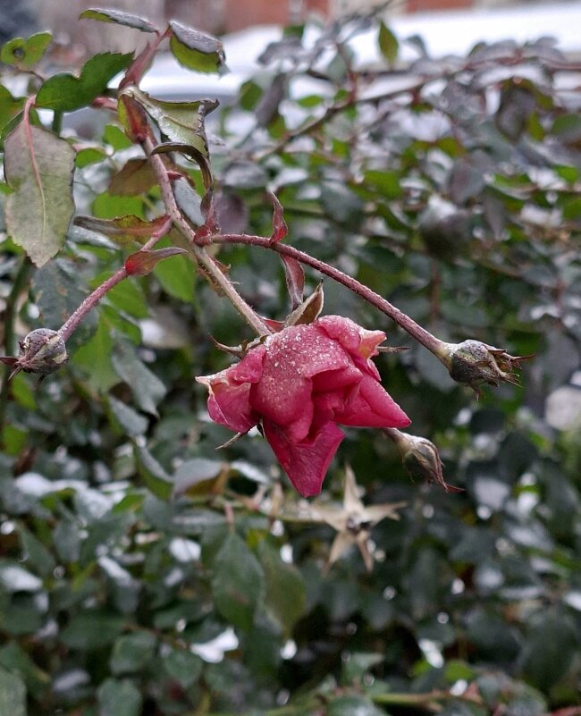 25 декабря, Москва - ИРЭН@ .