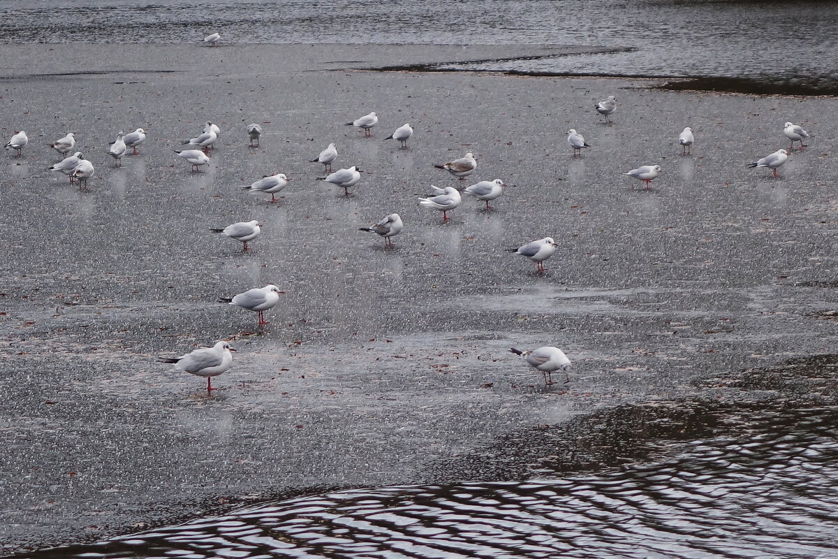 Чайки в городском парке - Рита Симонова Чайки в городском парке - Рита Симонова