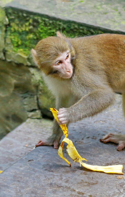 пройдоха... - Andrey Bragin 