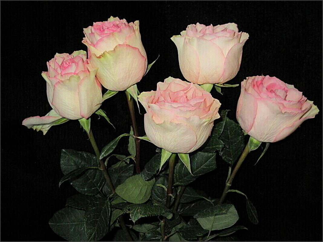 Букет роз в подарок - Наталья Куликова