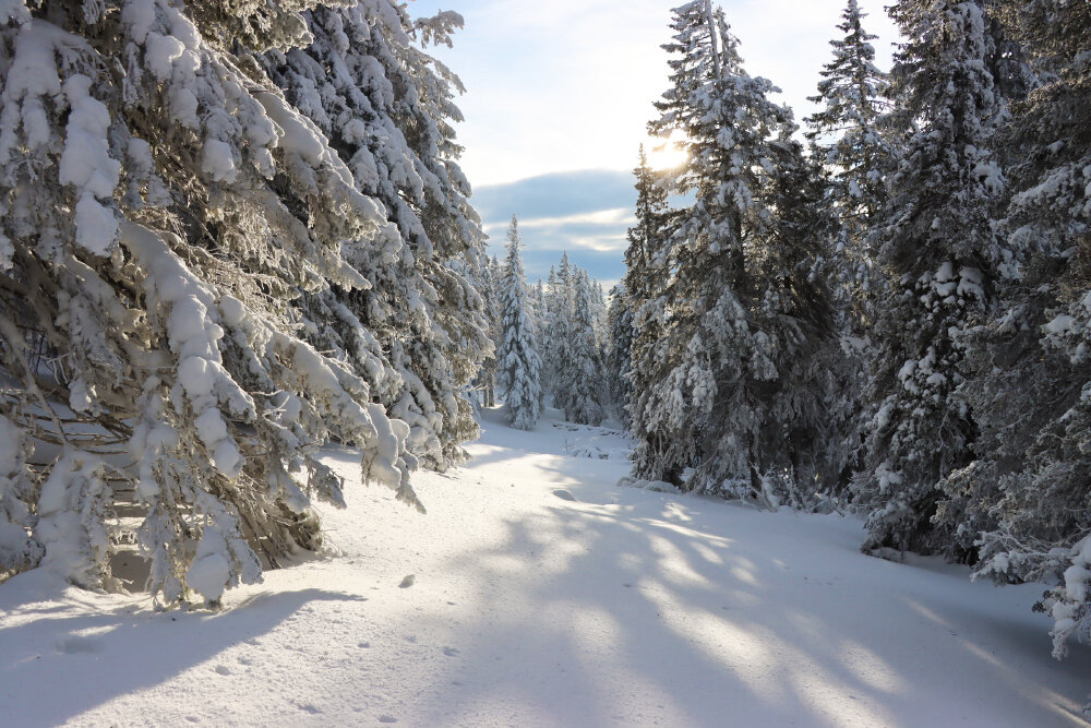 С Новым Годом! - Галина Ильясова С Новым Годом! - Галина Ильясова