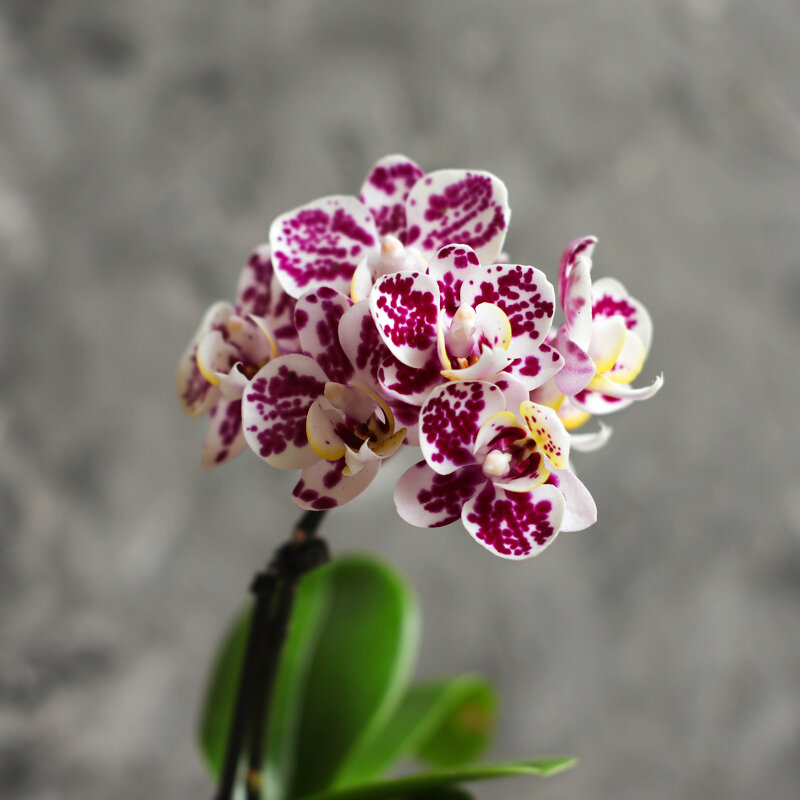 Моя коллекция орхидей - Irene Irene