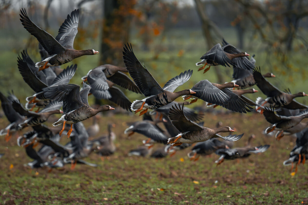 Гуси белолобые на зимовке. - Игорь Геттингер (Igor Hettinger)