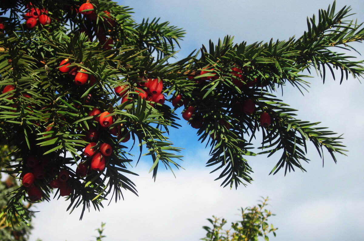 С наступающим Новым 2026 Годом! - Татьяна Р С наступающим Новым 2026 Годом! - Татьяна Р