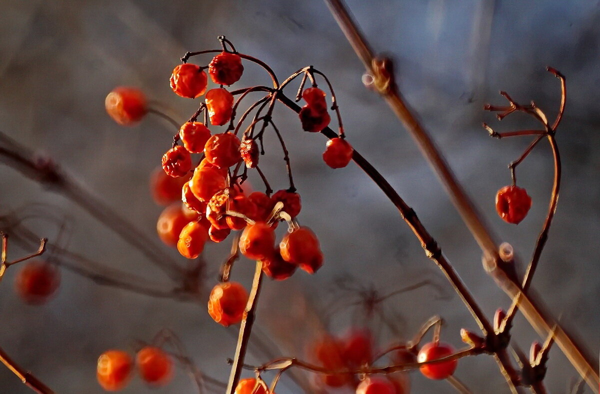Калина... - Николай Саржанов