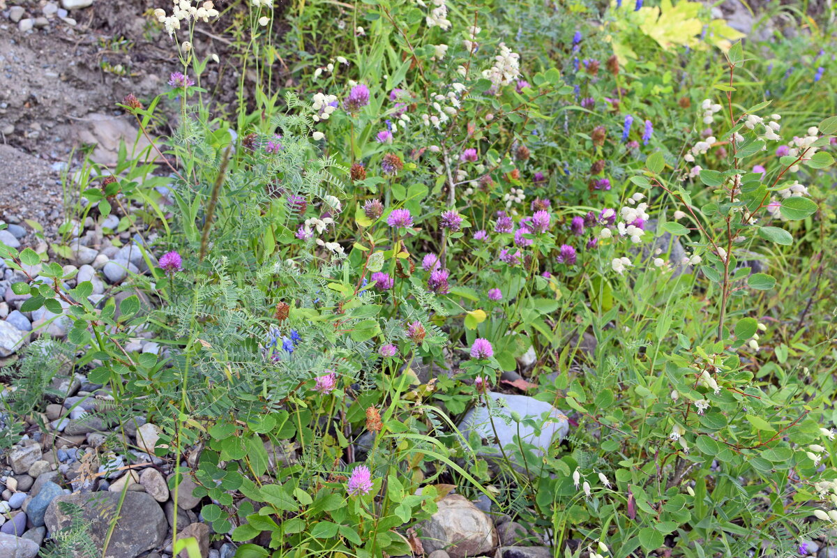 Цветы на камнях. - ВикТор Быстров Цветы на камнях. - ВикТор Быстров