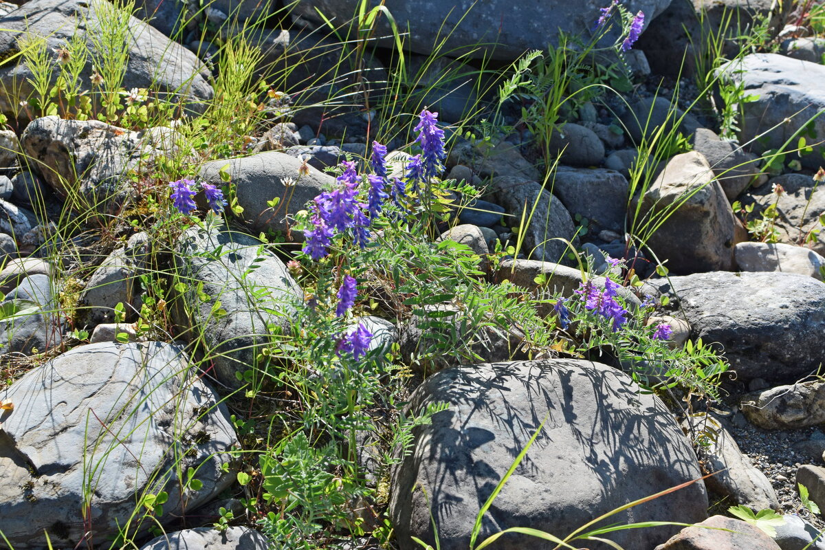Цветы и камни. - ВикТор Быстров Цветы и камни. - ВикТор Быстров