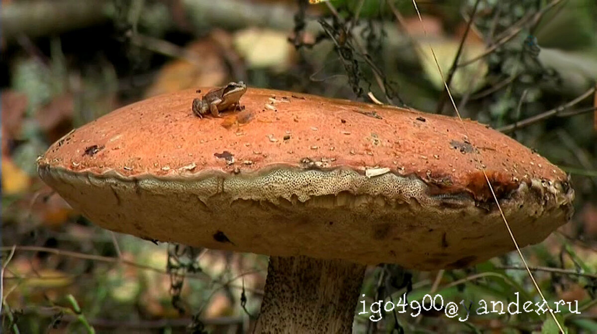 Из Серии __В заповедных Лесах __ A keepsake photo ((.... фото на память )) - Игорь Пляскин Из Серии __В заповедных Лесах __ A keepsake photo ((.... фото на память )) - Игорь Пляскин