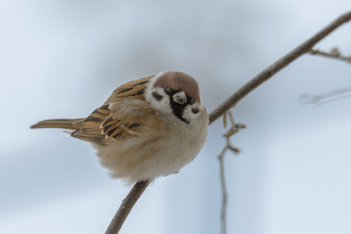 ЧЕМ УГОЩАТЬ БУДЕШЬ, ФОТОГРАФ? - Володька Завитушкин