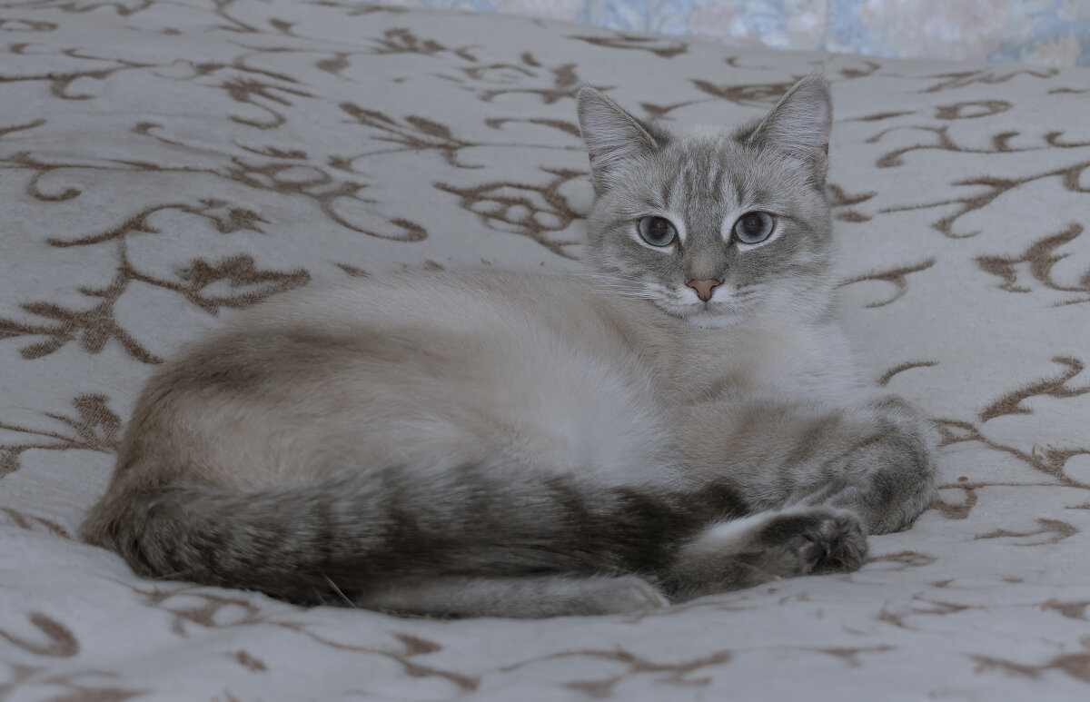 -Нет, не прынцесса  -А кто?  ((  -КОРОЛЕВНА! - Володька Завитушкин