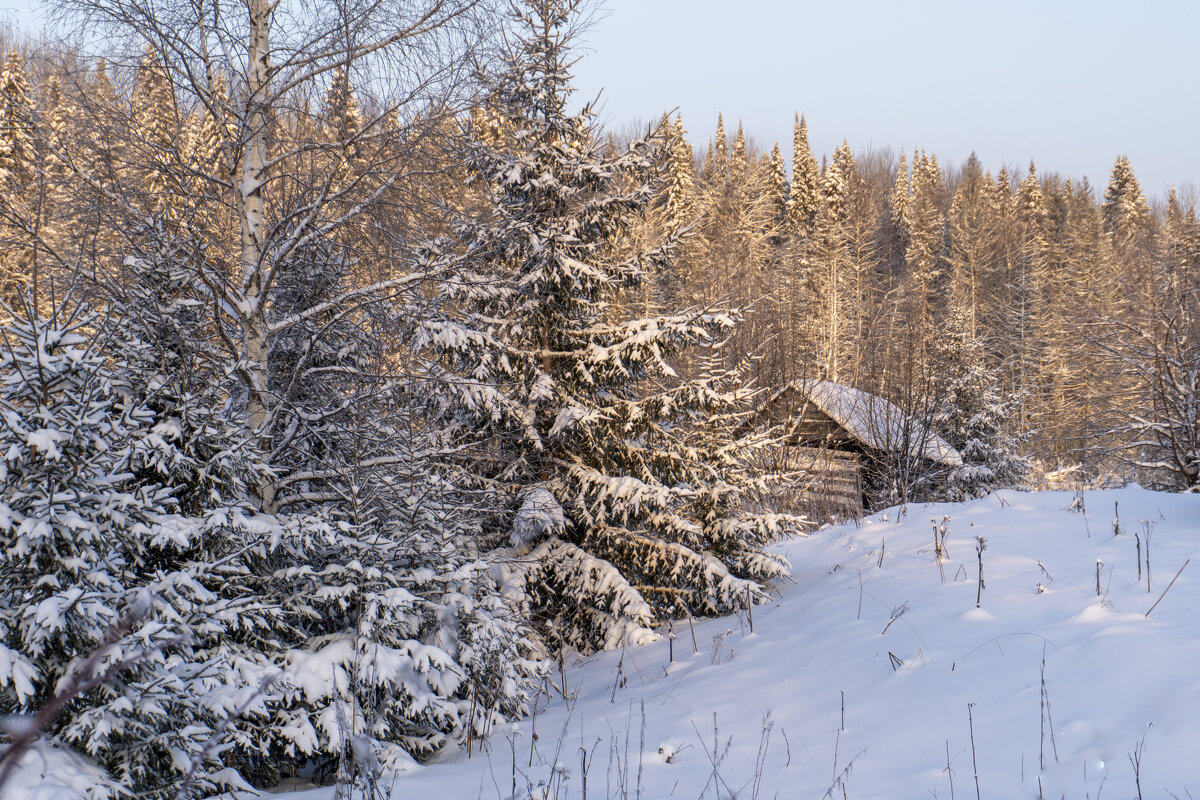 У леса на опушке... - Сергей Ц