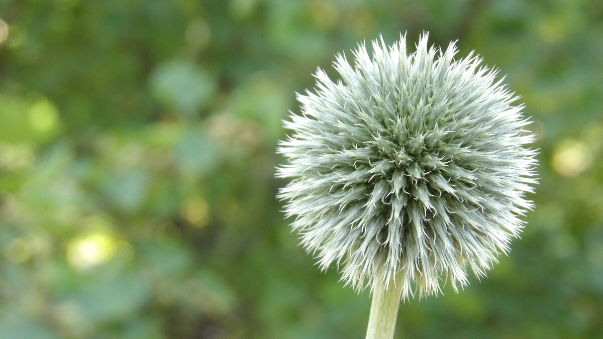 "Одуван" - Макс Орлов