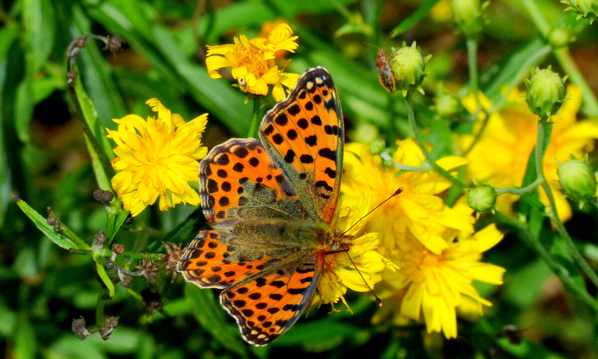 опять про бабочек...254 - Александр Прокудин