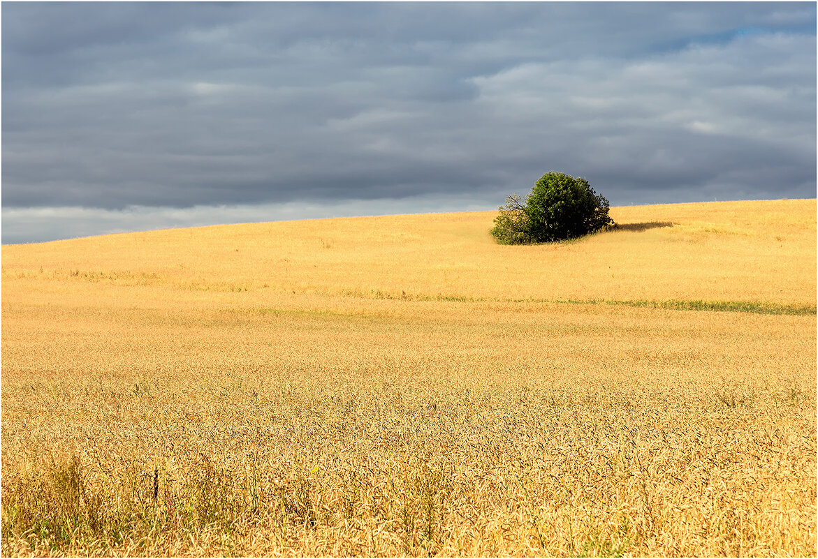 Зрелая нива - Валентин Котляров