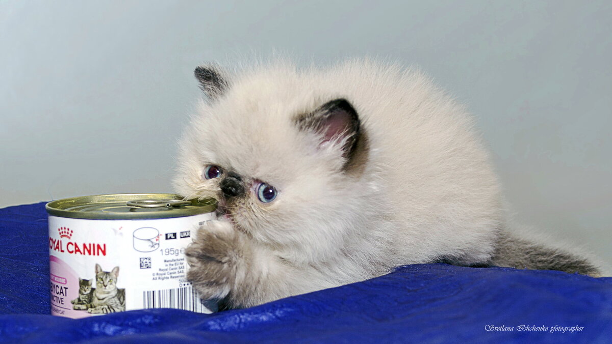 ... - Светлана Ищенко