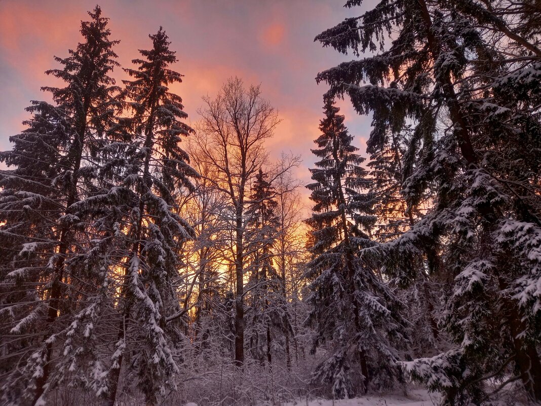Закат - Сапсан 