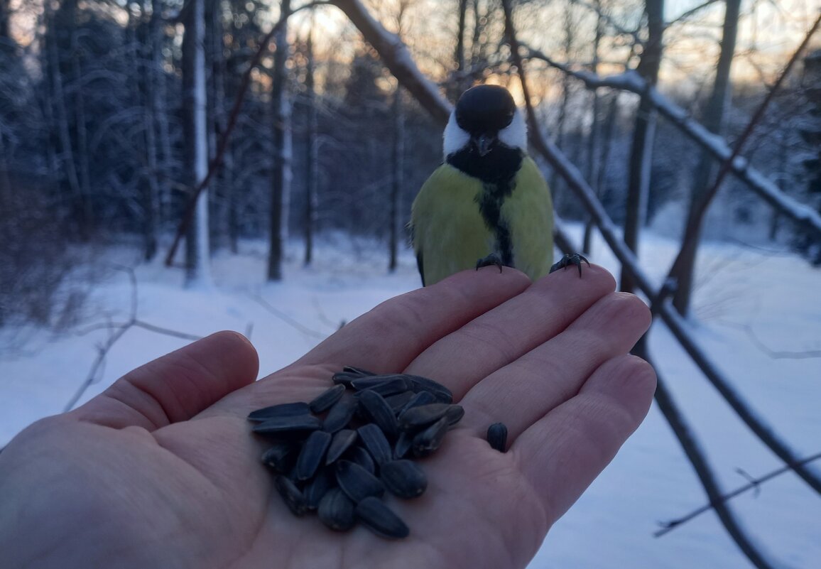 Синица - Сапсан 