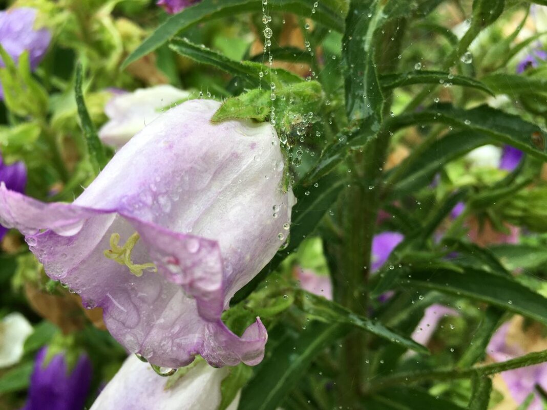 "колокольчики" - Olga Oskolkova