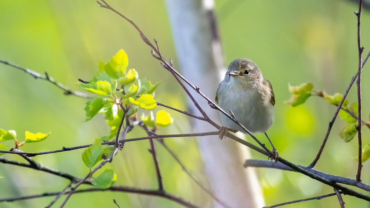 Пеночка. Весеннее настроение. - Владимир Лазарев