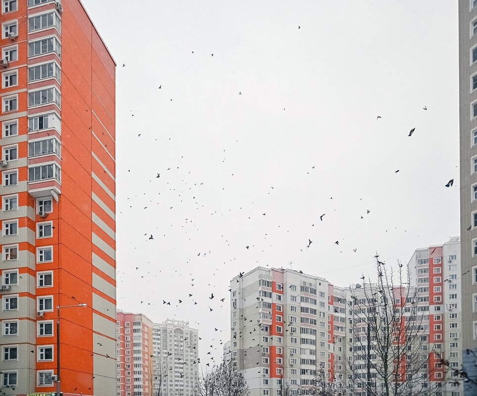 Дрозды и свиристели к нам прилетели - Валерий Иванович