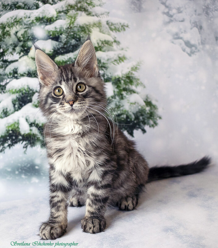 ... - Светлана Ищенко