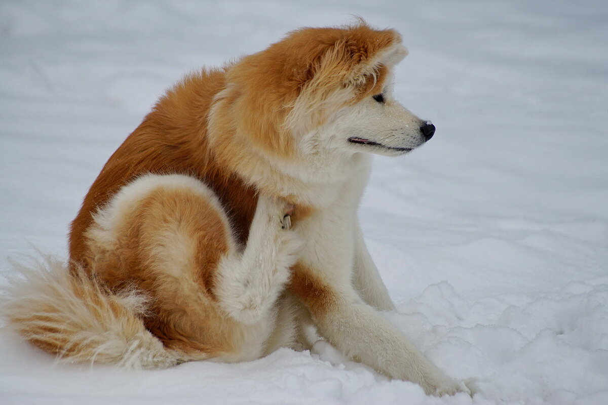 Вот он первый снег... - Николай Саржанов