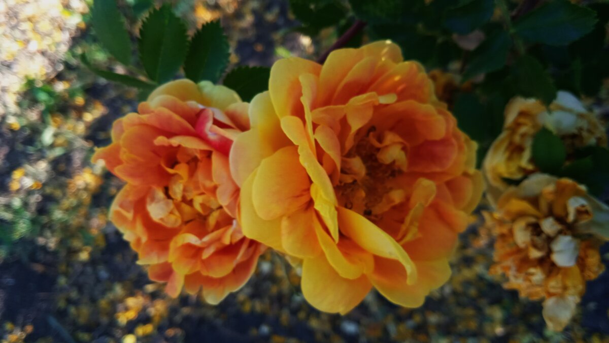 отцветают - Елена Шаламова