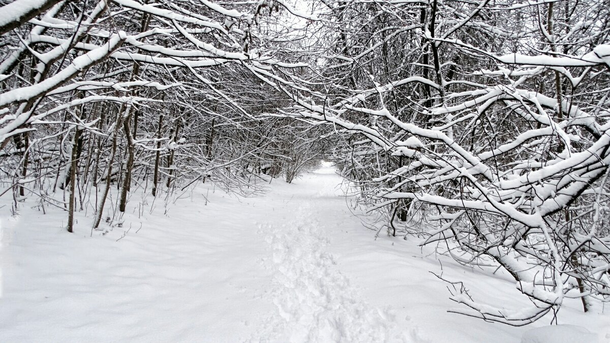 Парк во власти снега. - Милешкин Владимир Алексеевич 