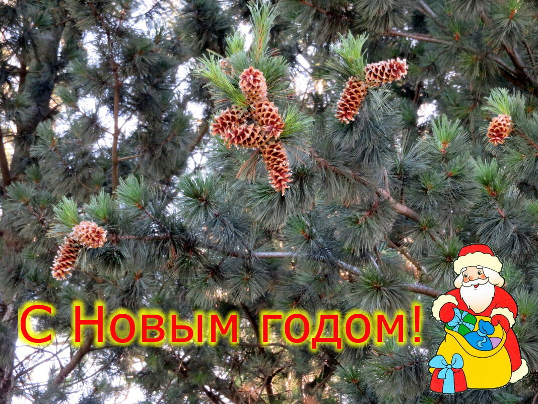 Держите "шишку" и пусть шишки на вас не сыпятся. - Егор Бабанов