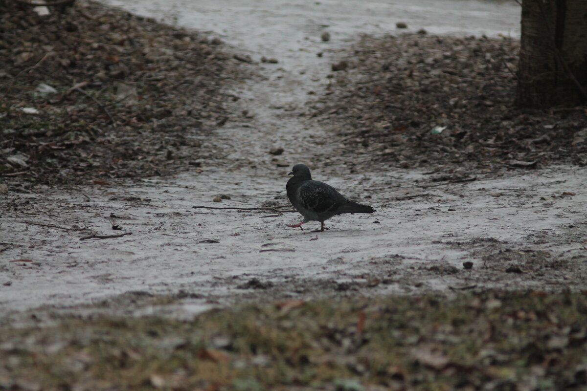 Голубь - Вячеслав Крысанов