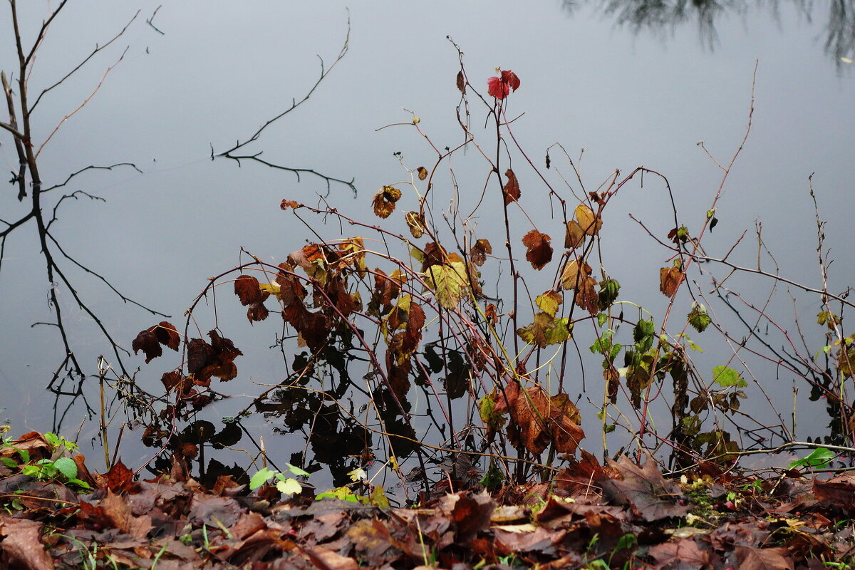 Декабрьские этюды - Рита Симонова