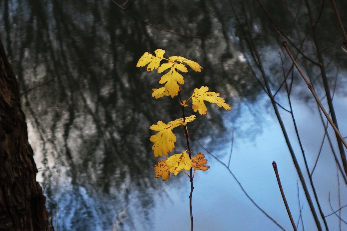 Декабрьские этюды - Рита Симонова