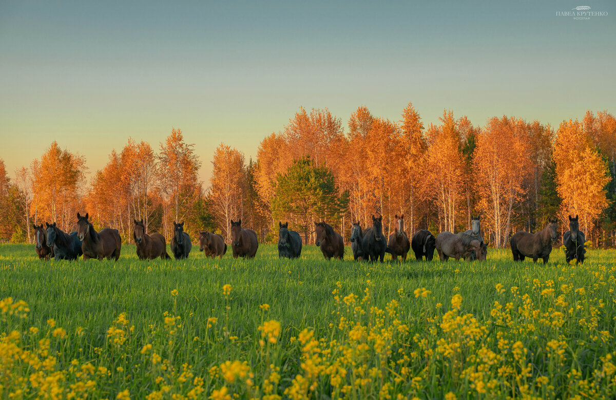 Лошади выстроились в ряд на поле для фотографии. - Павел Крутенко