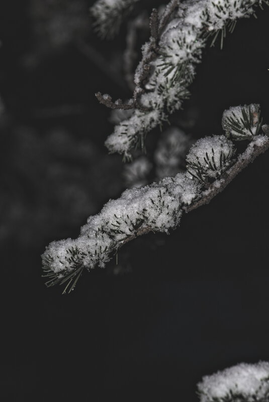 Веточка ели в снегу - Giant Tao /