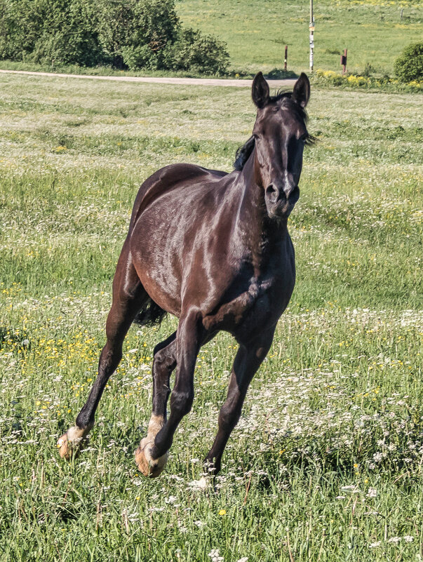 С Новым годрм! - Игорь Викторов