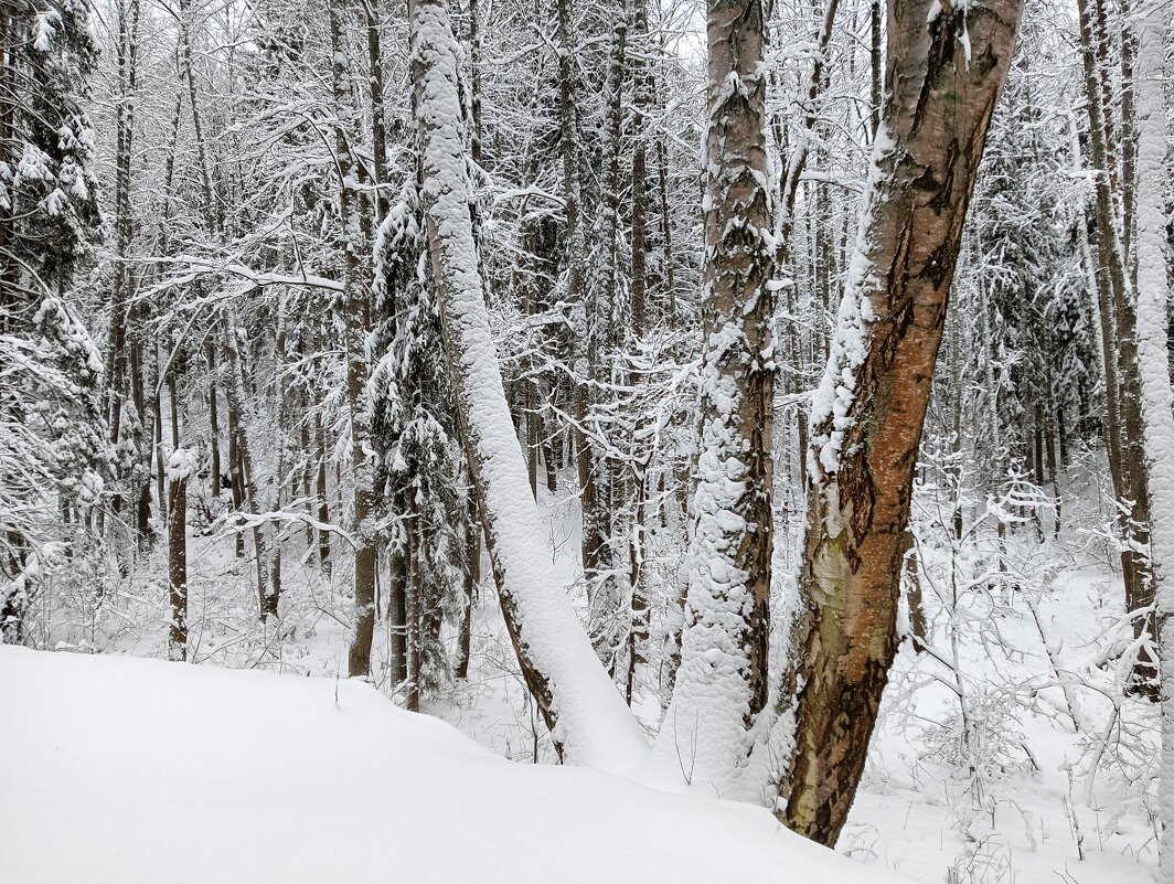СНЕГ  ДЕРЕВЬЯ - Владимир 