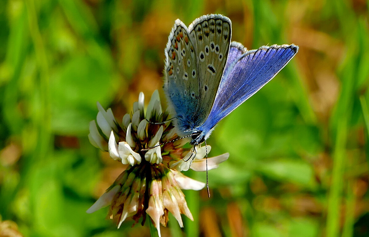 опять про бабочек...257  С Новым Годом! - Александр Прокудин